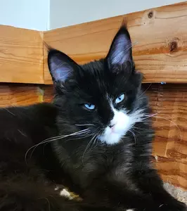 MaineCoonQueenSkyeDancerCameo.jpg
