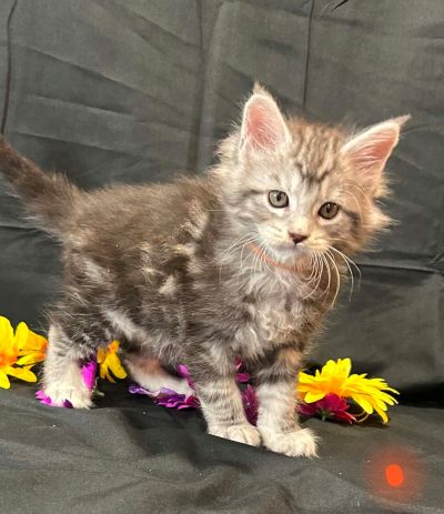Ember orange collar male Maine Coon kitten photo 2