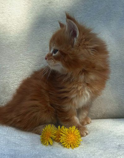 MAineCoonKittenEttinetteEmrysRed9.jpg