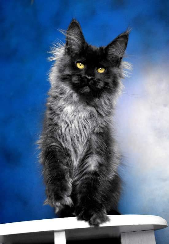 MAineCoonQueenTaboo2.jpeg