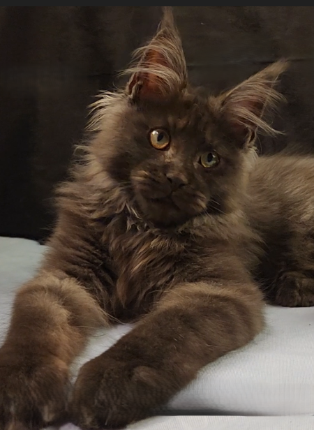 Maine Coon sire Virtuoso