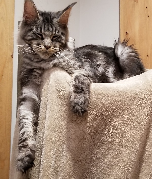 MaineCoonFelicity2a.jpg