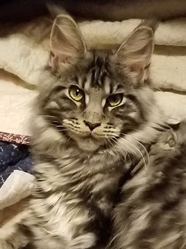 MaineCoonFelicity5.jpg