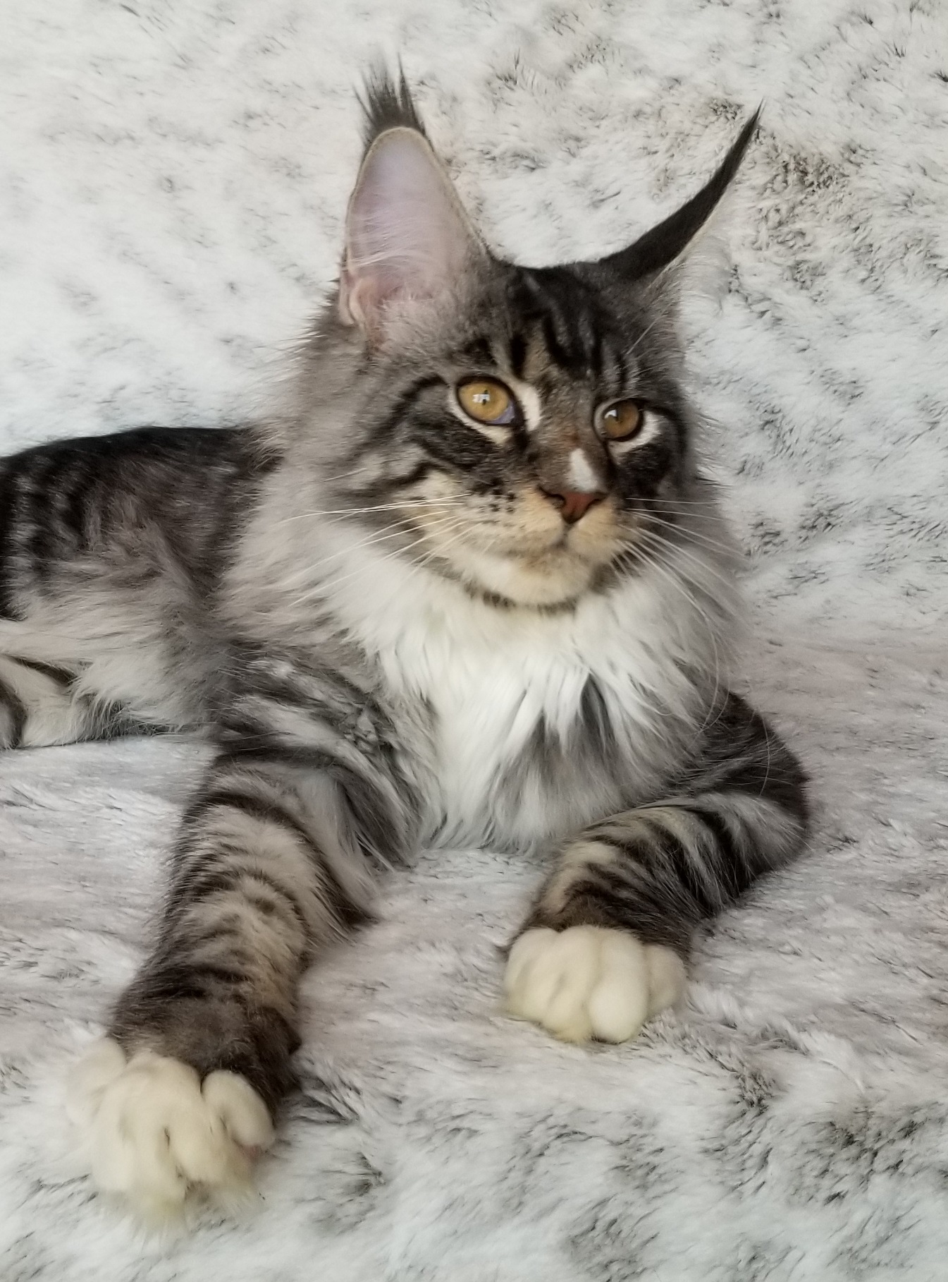 MaineCoonGiantYota2.jpg