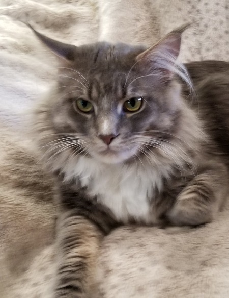 MaineCoonKingCyrus5.jpg