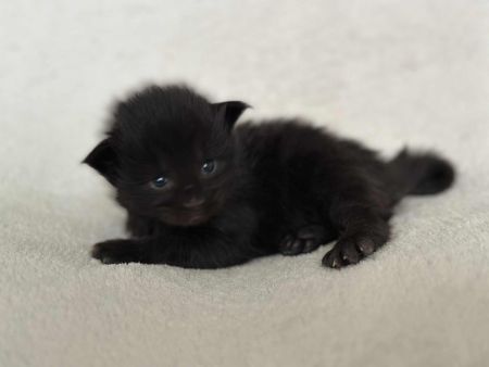 MaineCoonKitten081525FN2.jpg