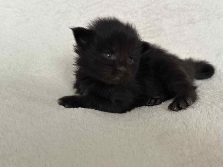 MaineCoonKitten081525FN3.jpg