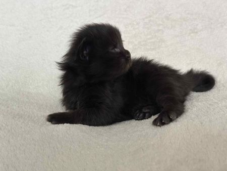 MaineCoonKitten081525FN4.jpg