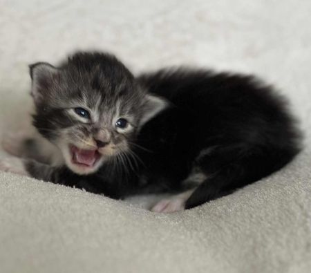 MaineCoonKitten081525FNS22Wht1.jpg