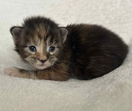 MaineCoonKitten081525FTor1.jpg