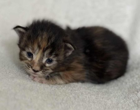 MaineCoonKitten081525FTor2.jpg