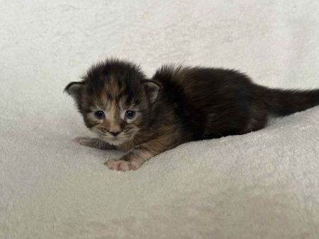 MaineCoonKitten081525FTor3.jpg