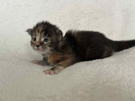 MaineCoonKitten081525FTor5.jpg