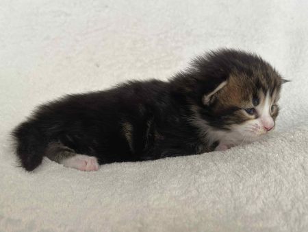 MaineCoonKitten081525FTorWhite2.jpg