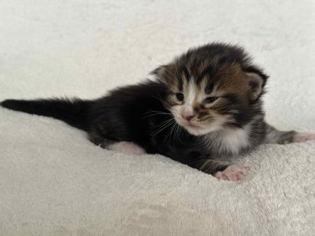 MaineCoonKitten081525FTorWhite3.jpg