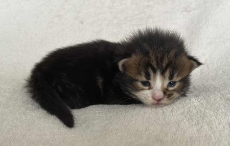 MaineCoonKitten081525FTorWhite5.jpg