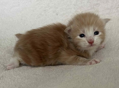 MaineCoonKitten081525MRed1.jpg