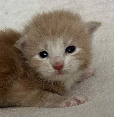 MaineCoonKitten081525MRed2.jpg