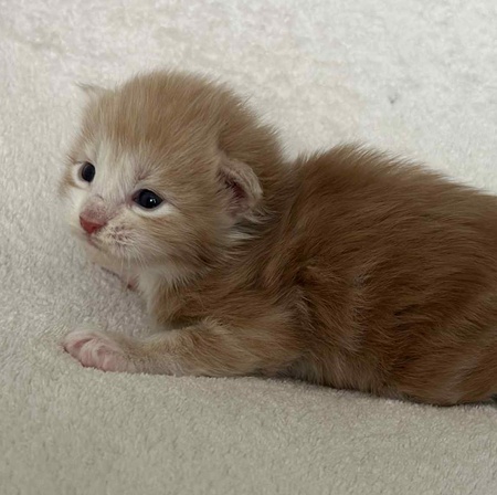 MaineCoonKitten081525MRed3.jpg