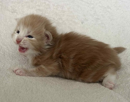 MaineCoonKitten081525MRed4.jpg