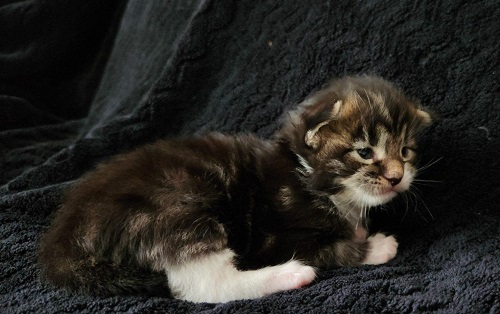 MaineCoonKittenBrnblkwht4132023F1.jpg