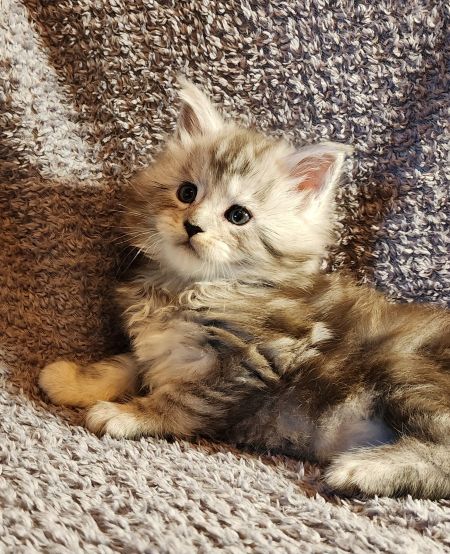 MaineCoonKittenDaihbiAkoni07102025MBlue5.jpg