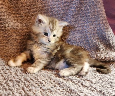 MaineCoonKittenDaihbiAkoni07102025MBlue7.jpg