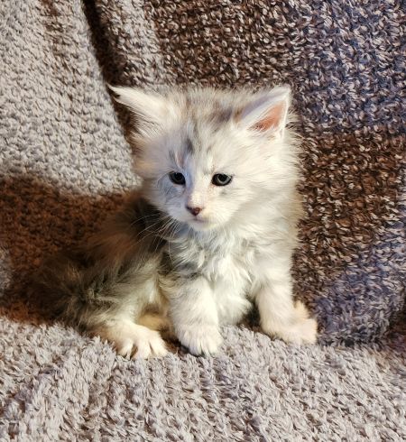 MaineCoonKittenDaihbiAkoni07102025MPink1.jpg