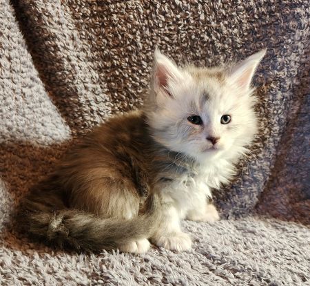 MaineCoonKittenDaihbiAkoni07102025MPink4.jpg