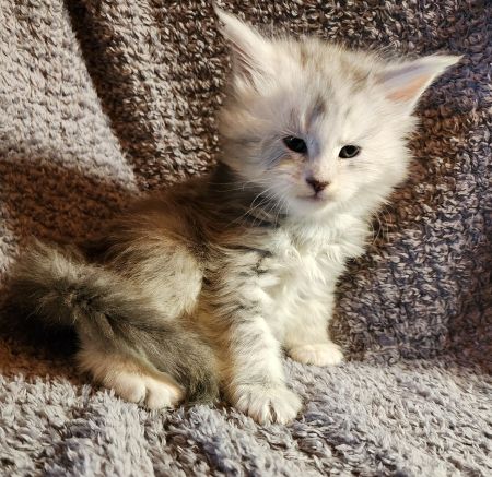 MaineCoonKittenDaihbiAkoni07102025MPink5.jpg