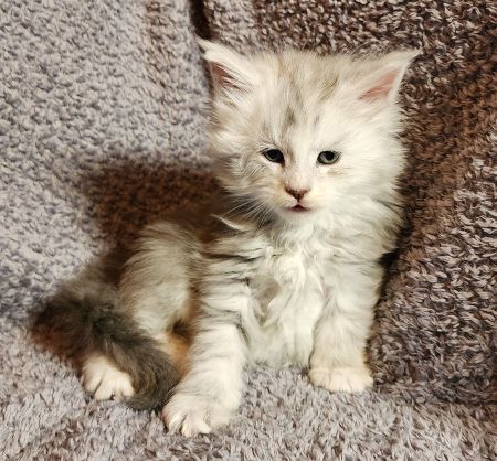 MaineCoonKittenDaihbiAkoni07102025MPink6.jpg