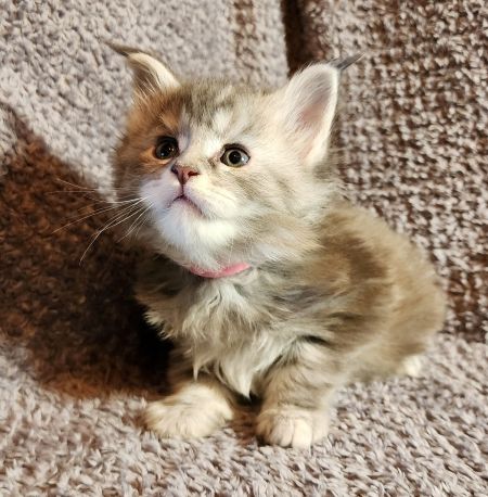 MaineCoonKittenDaihbiAkoni07102025MPurple4.jpg