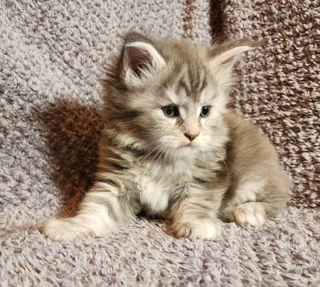 MaineCoonKittenDaihbiAkoni07102025MPurple8.jpg