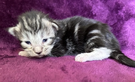 MaineCoonKittenDestinyEremeyaEmrysF4C.jpg