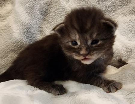 MaineCoonKittenDiamondRauchen031224FAqua2.jpg
