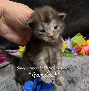 Gandalf navy collar black smoke Maine Coon kitten photo 1