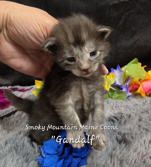 Gandalf navy collar black smoke Maine Coon kitten photo 10