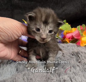 Gandalf navy collar black smoke Maine Coon kitten photo 11