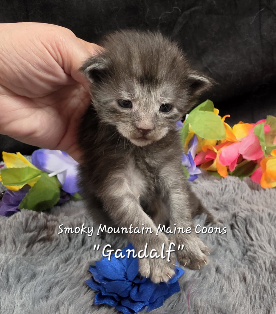 Gandalf navy collar black smoke Maine Coon kitten photo 12