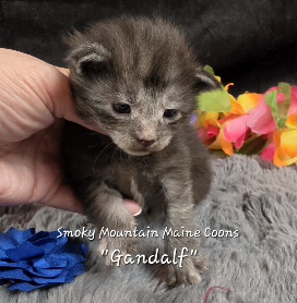 Gandalf navy collar black smoke Maine Coon kitten photo 2