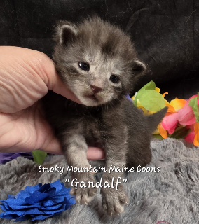 Gandalf navy collar black smoke Maine Coon kitten photo 3