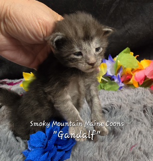 Gandalf navy collar black smoke Maine Coon kitten photo 4