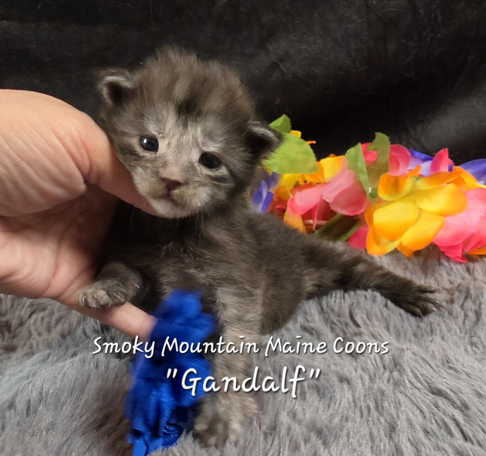 Gandalf navy collar black smoke Maine Coon kitten photo 5