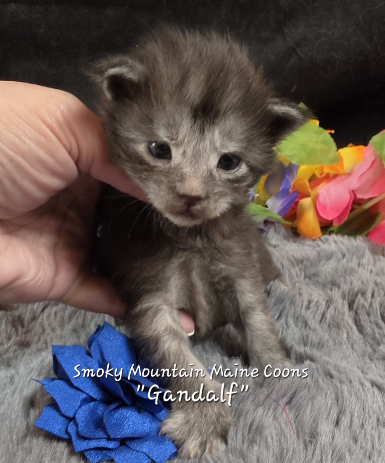 Gandalf navy collar black smoke Maine Coon kitten photo 6
