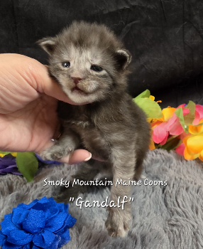 Gandalf navy collar black smoke Maine Coon kitten photo 7