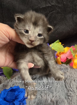 Gandalf navy collar black smoke Maine Coon kitten photo 8