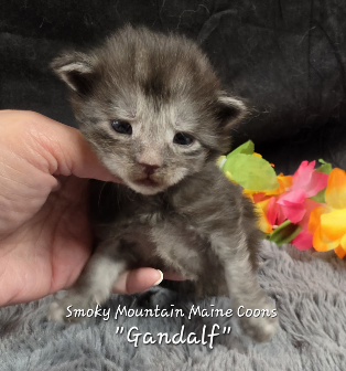 Gandalf navy collar black smoke Maine Coon kitten photo 9