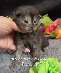 Faramir green collar black smoke Maine Coon kitten photo 1