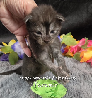 Faramir green collar black smoke Maine Coon kitten photo 2