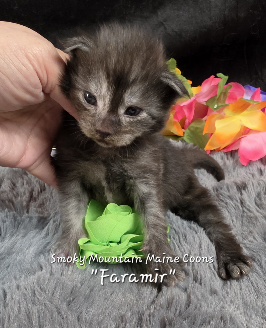 Faramir green collar black smoke Maine Coon kitten photo 3